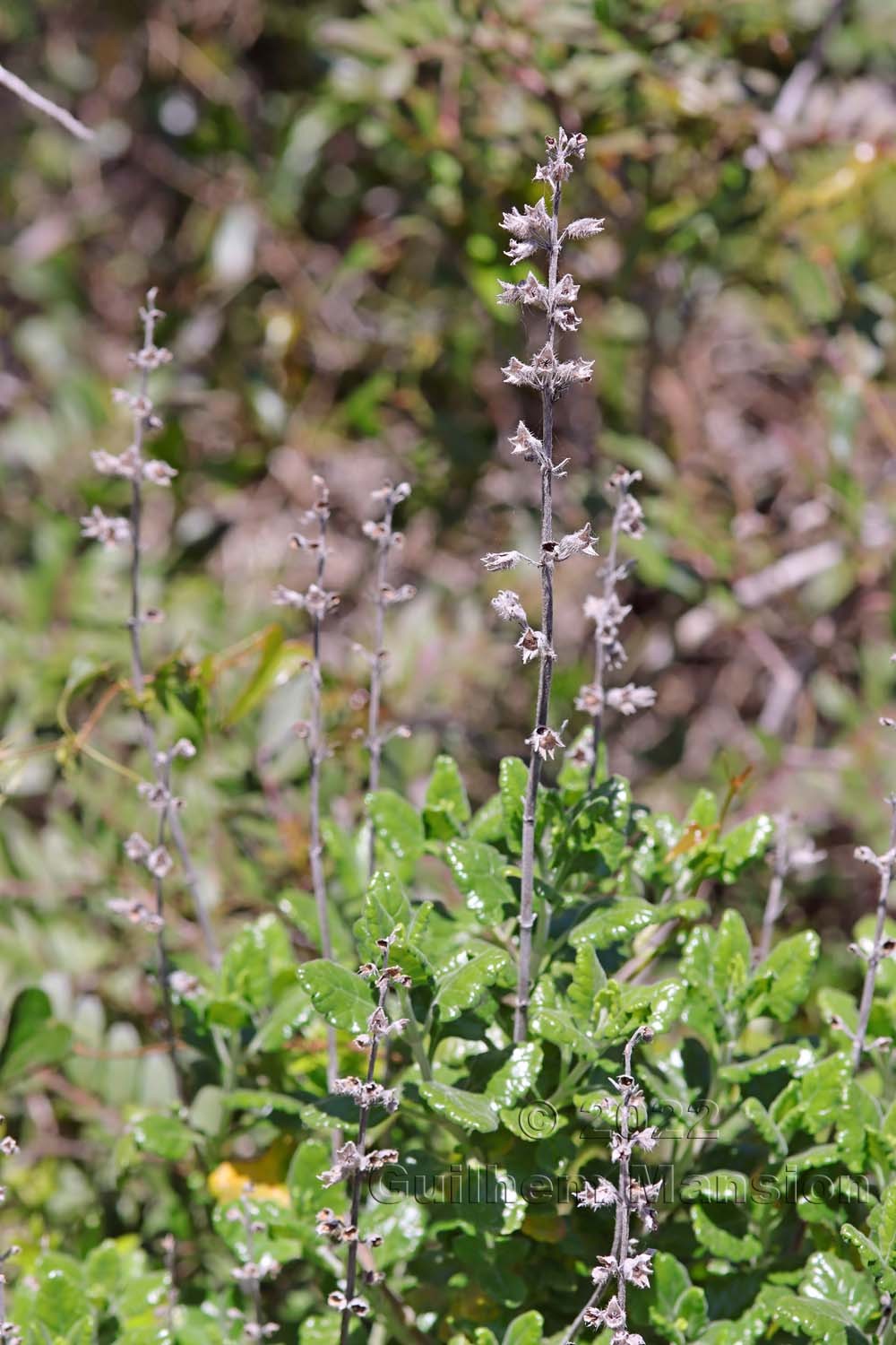 Teucrium flavum