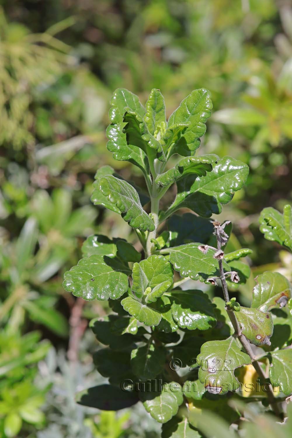 Teucrium flavum