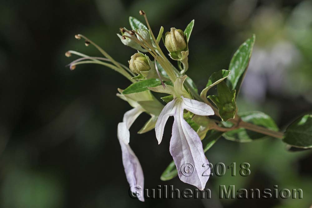 Teucrium fruticans