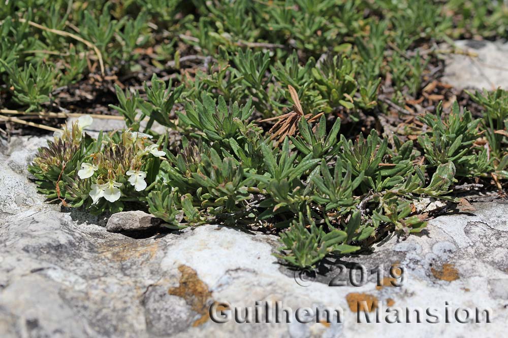 Teucrium montanum