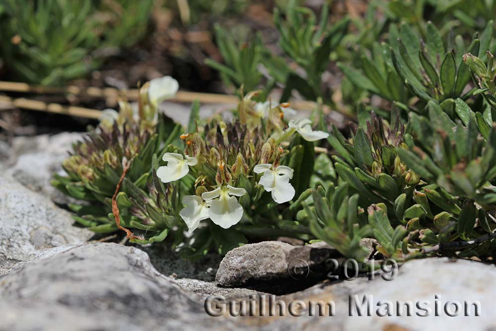 Teucrium montanum