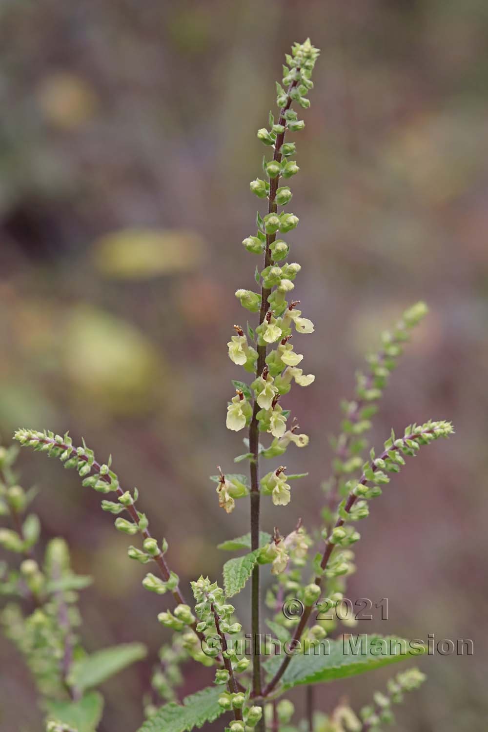 Teucrium scorodonia