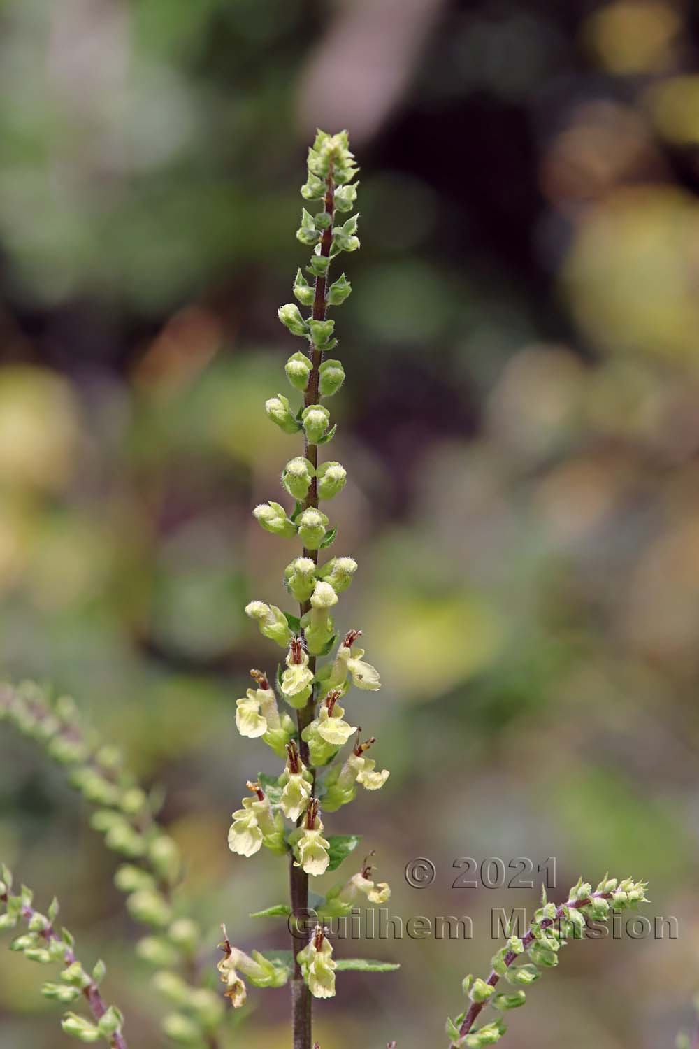 Teucrium scorodonia