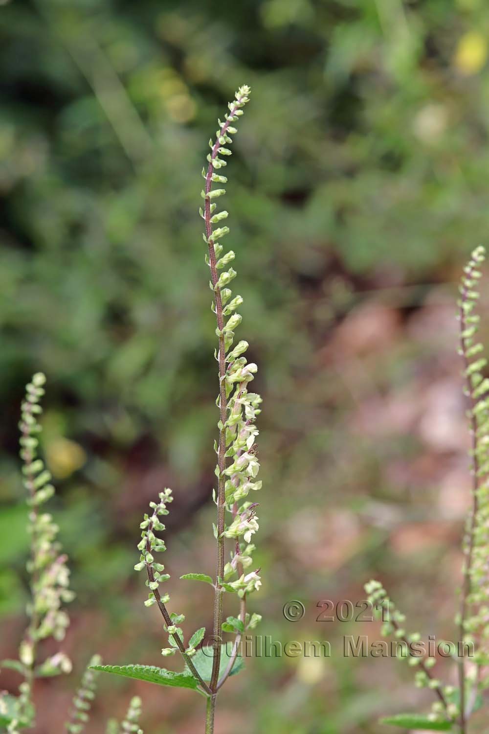 Teucrium scorodonia