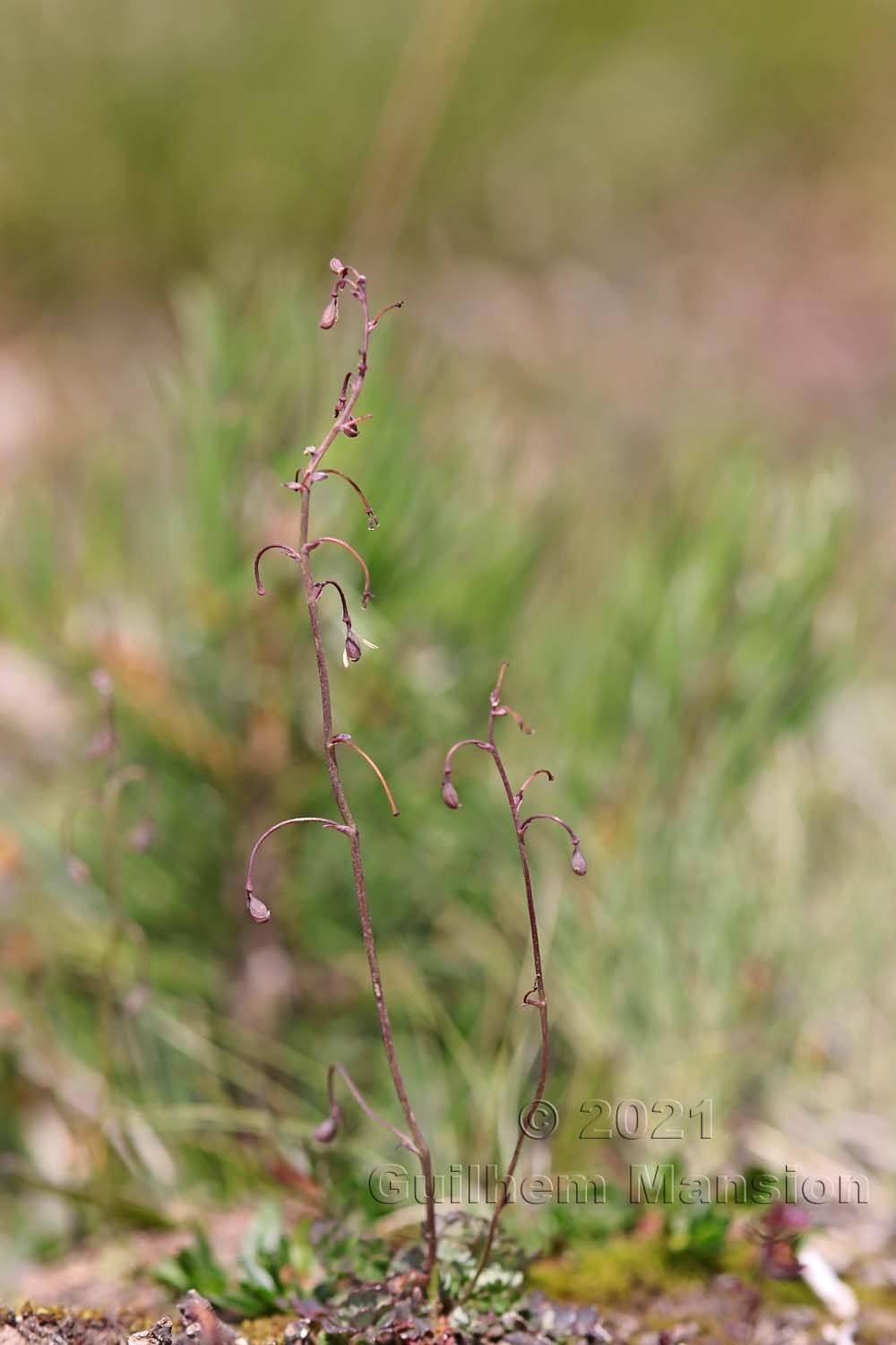 Thalictrum alpinum