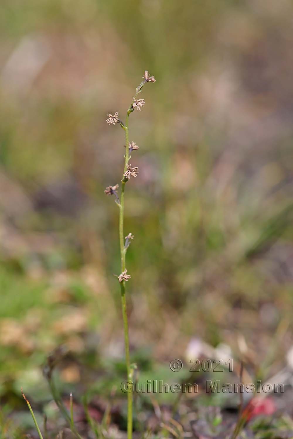 Thalictrum alpinum