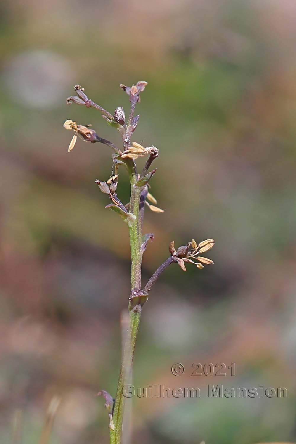 Thalictrum alpinum