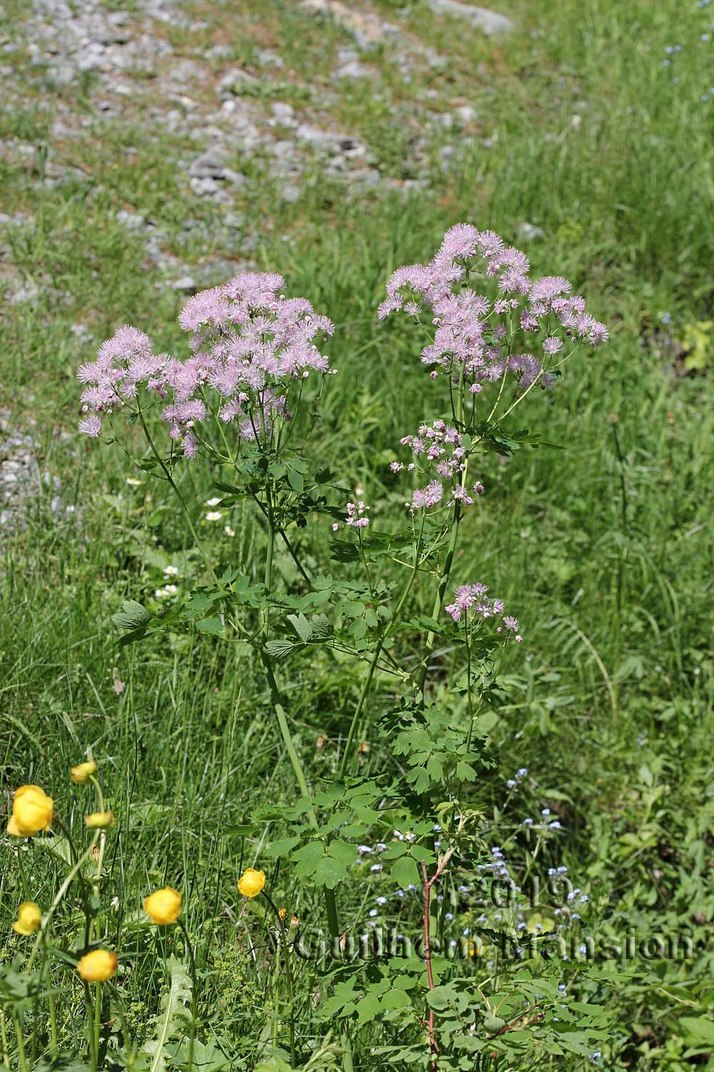 Thalictrum aquilegifolium