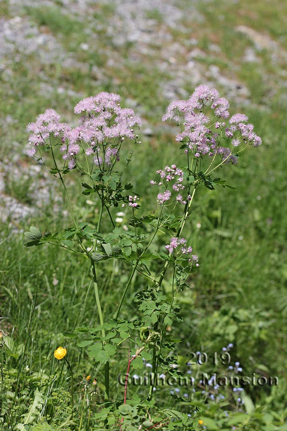 Thalictrum aquilegifolium