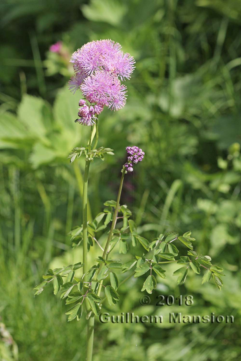 Thalictrum aquilegifolium