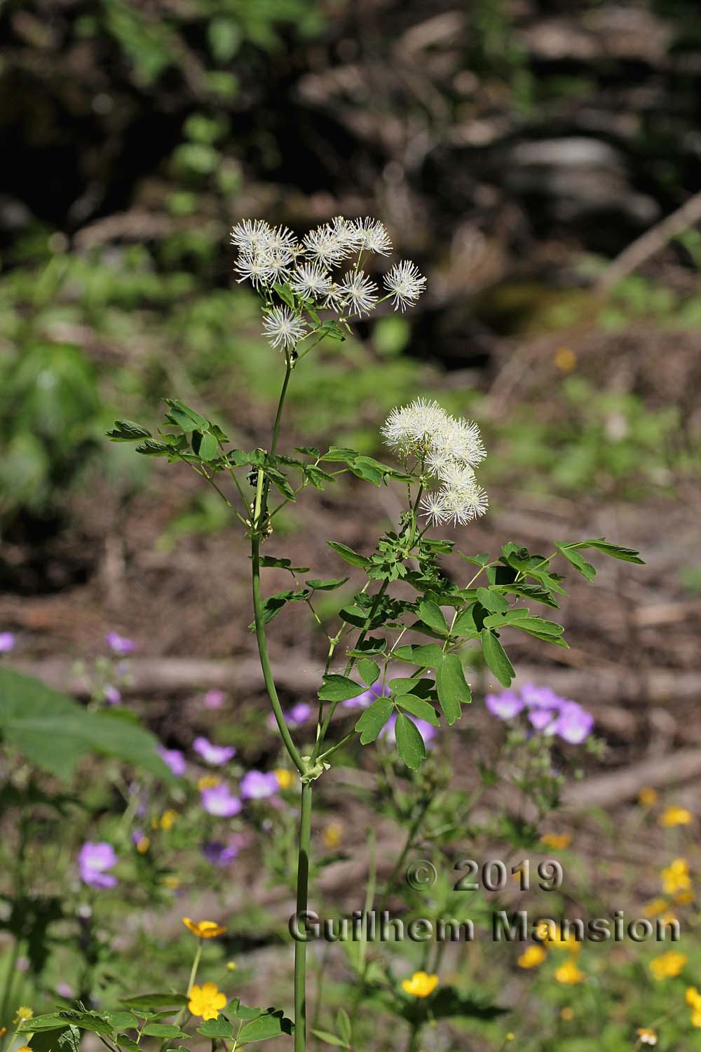 Thalictrum aquilegifolium