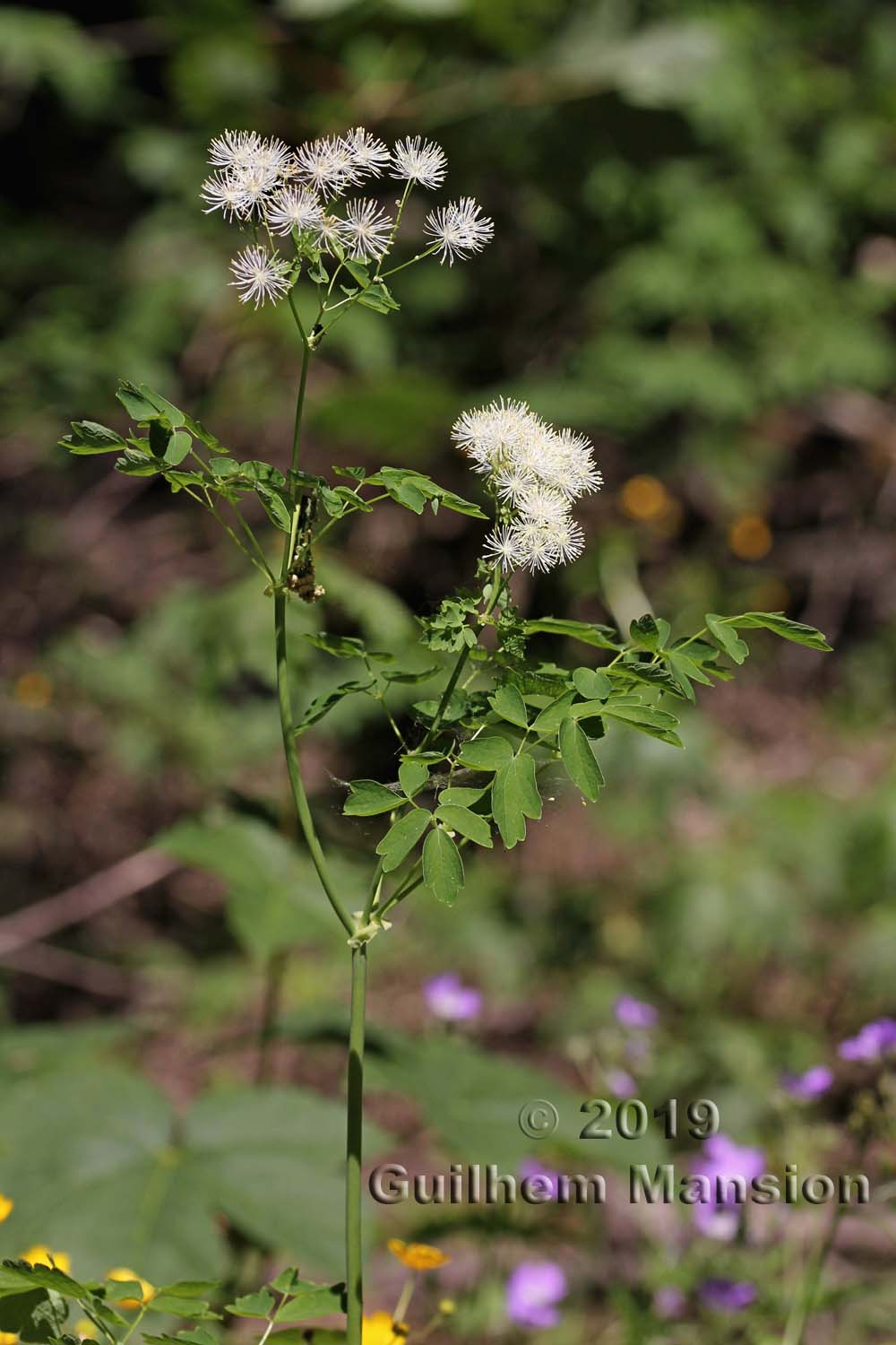 Thalictrum aquilegifolium