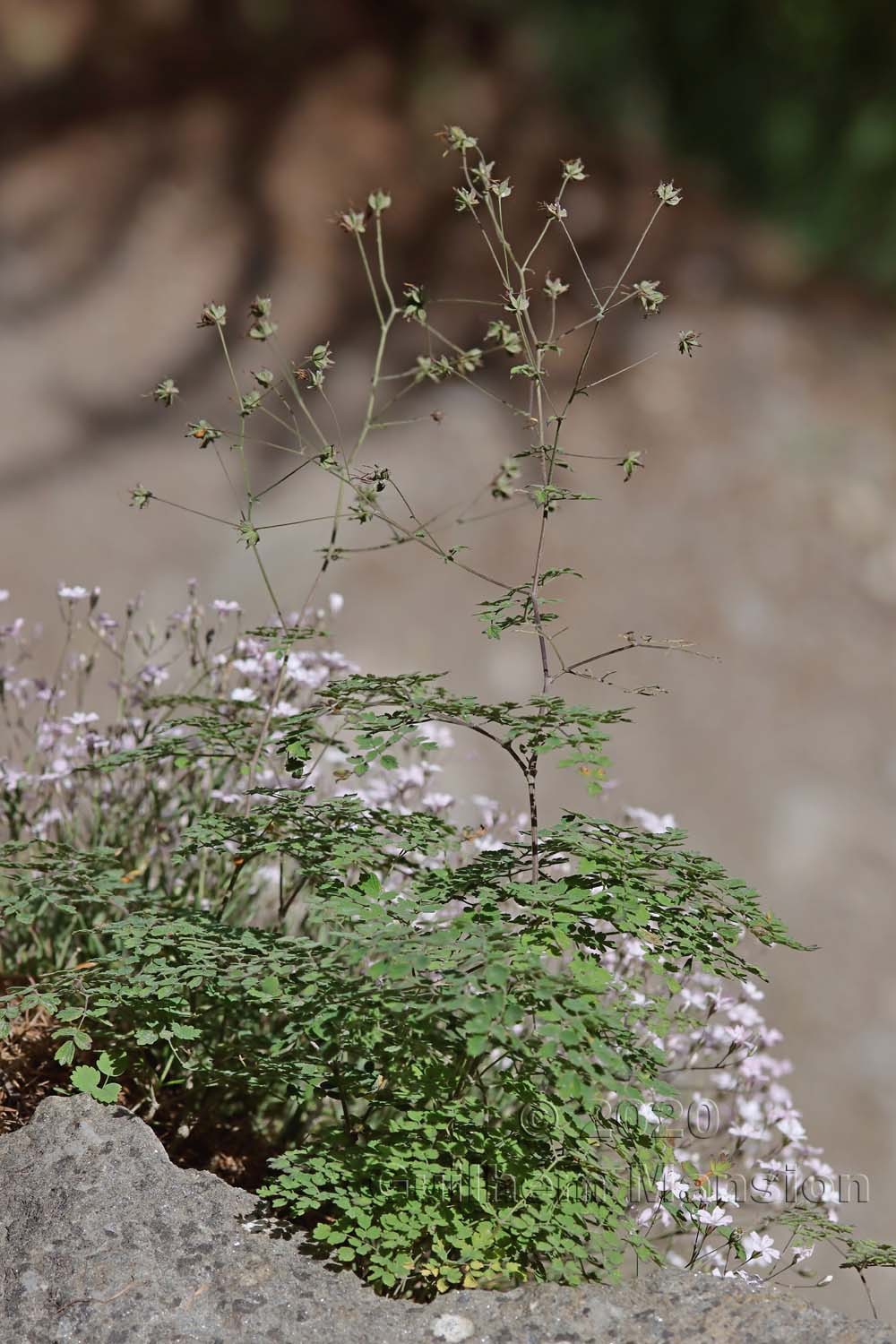 Thalictrum foetidum