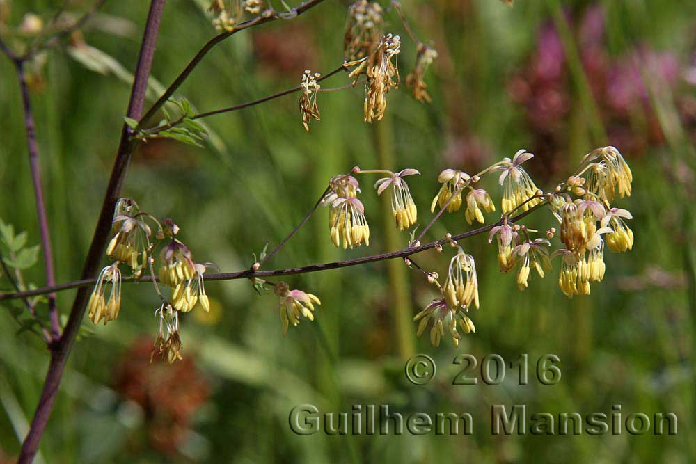 Thalictrum minus