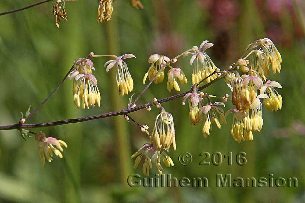 Thalictrum minus