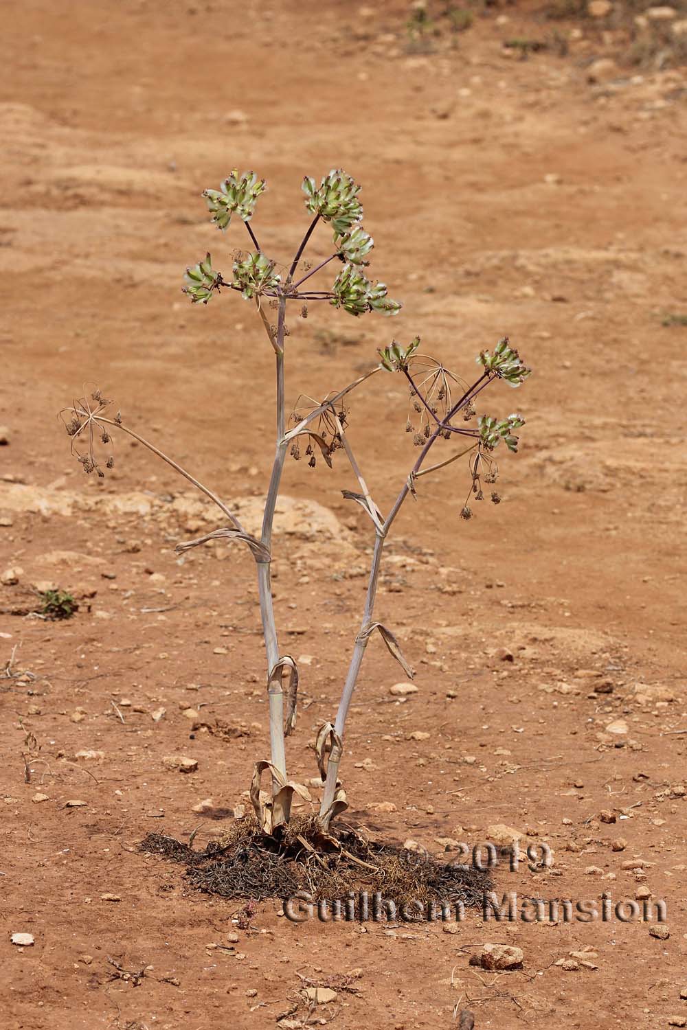 Thapsia garganica