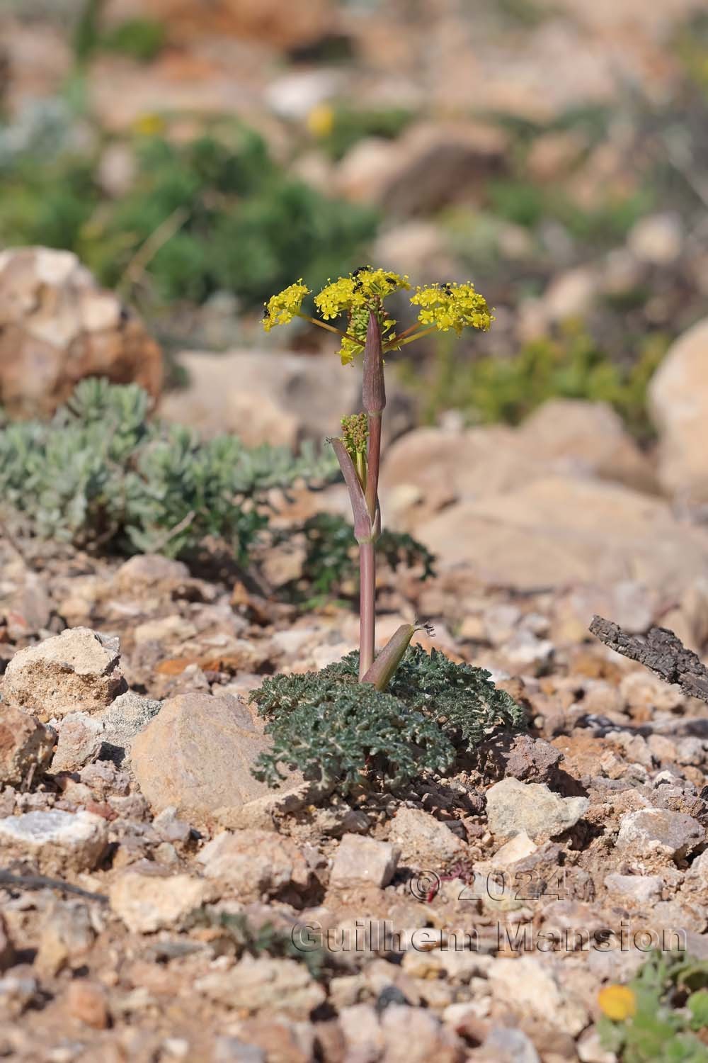 Thapsia villosa
