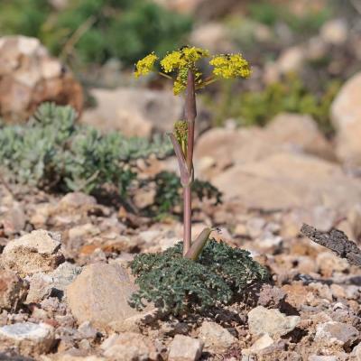 Thapsia villosa