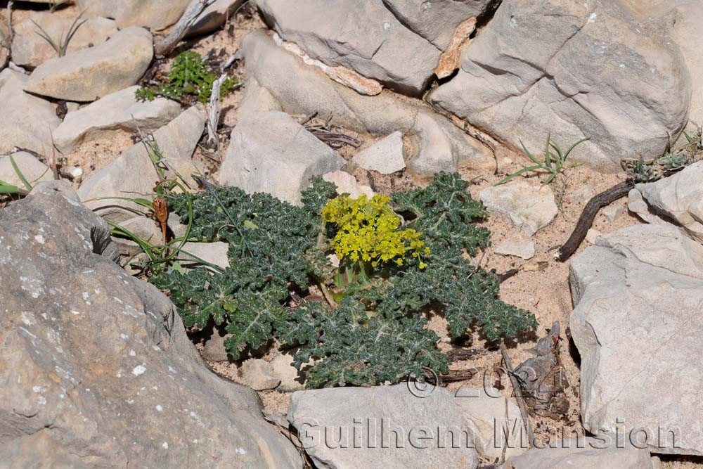 Thapsia villosa