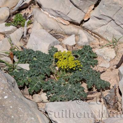 Thapsia villosa