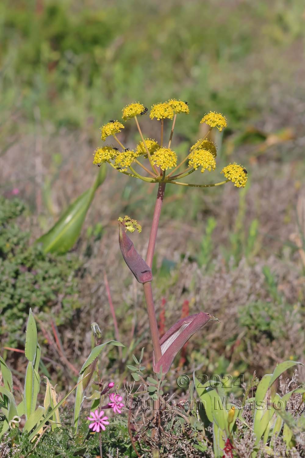 Thapsia villosa