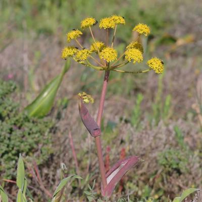 Thapsia villosa