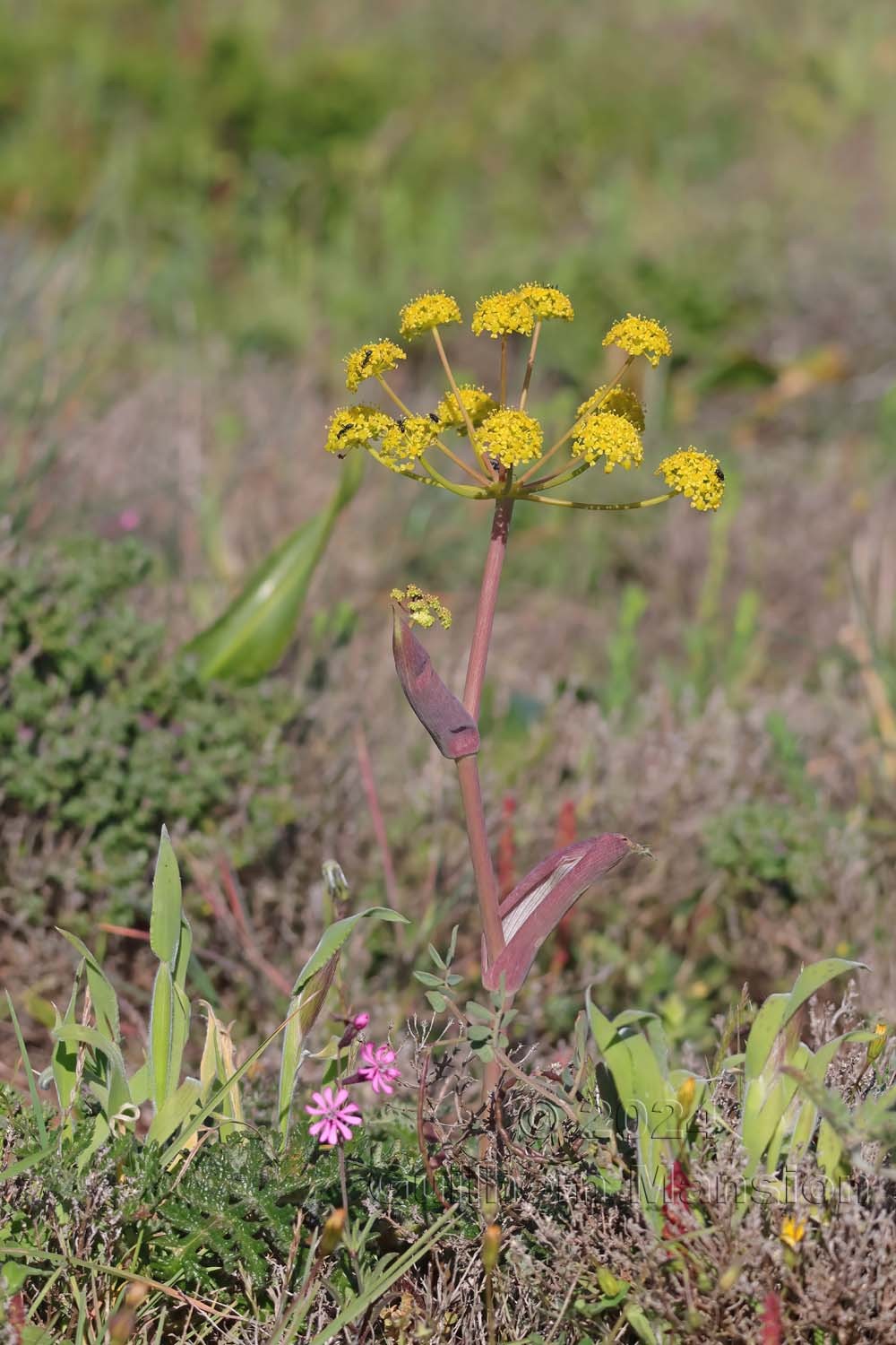 Thapsia villosa