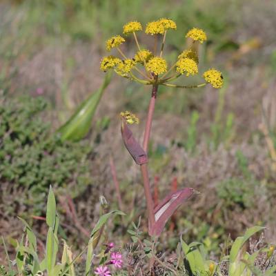 Thapsia villosa