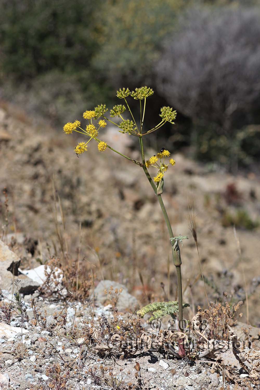 Thapsia villosa