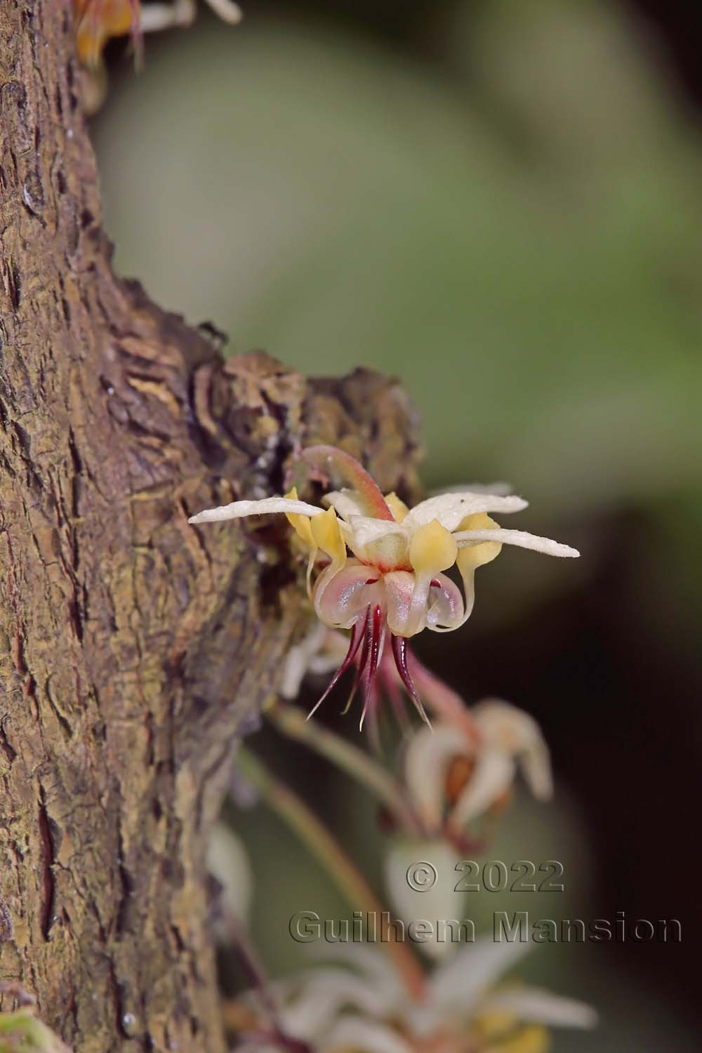 Theobroma cacao