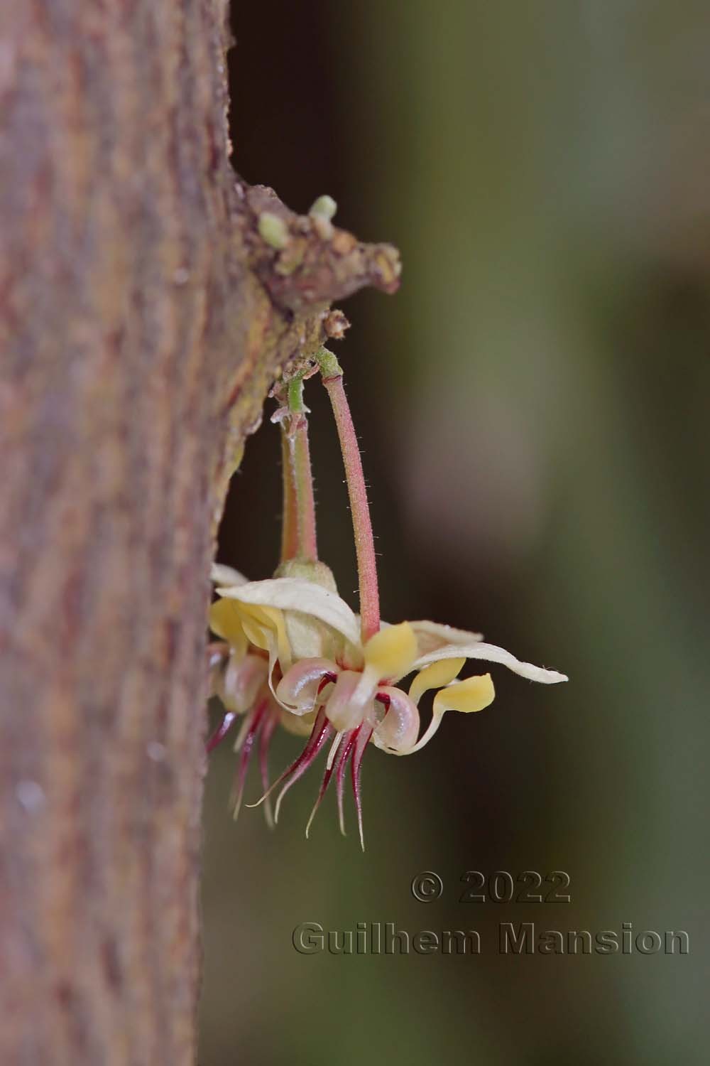 Theobroma cacao