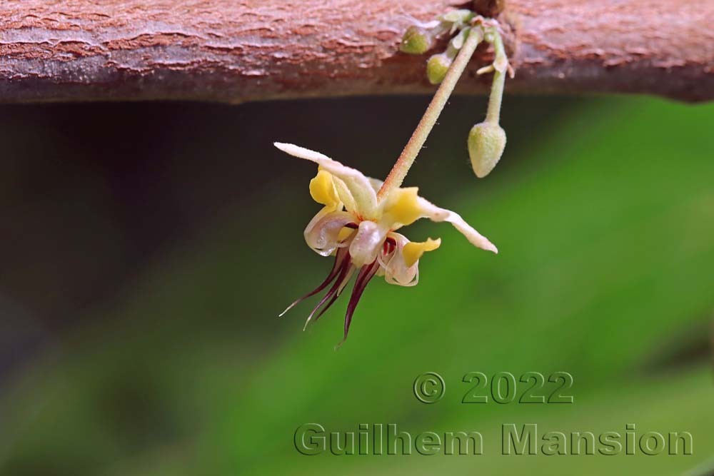 Theobroma cacao