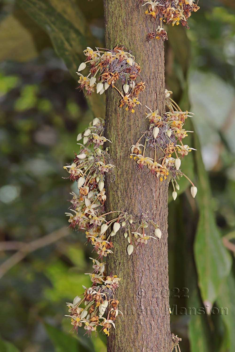 Theobroma cacao