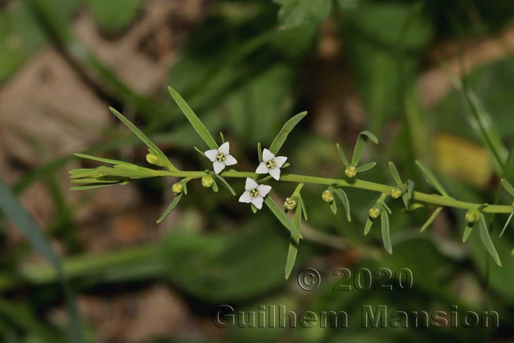 Thesium alpinum