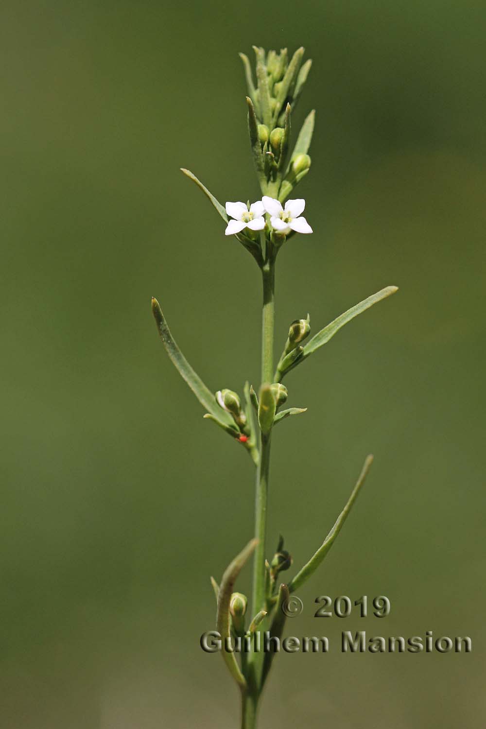 Thesium alpinum