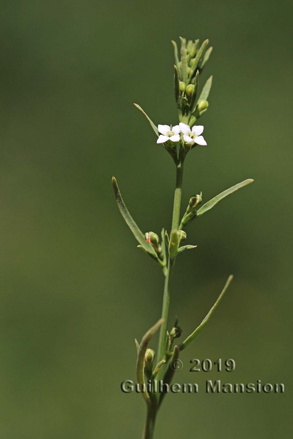 Thesium alpinum