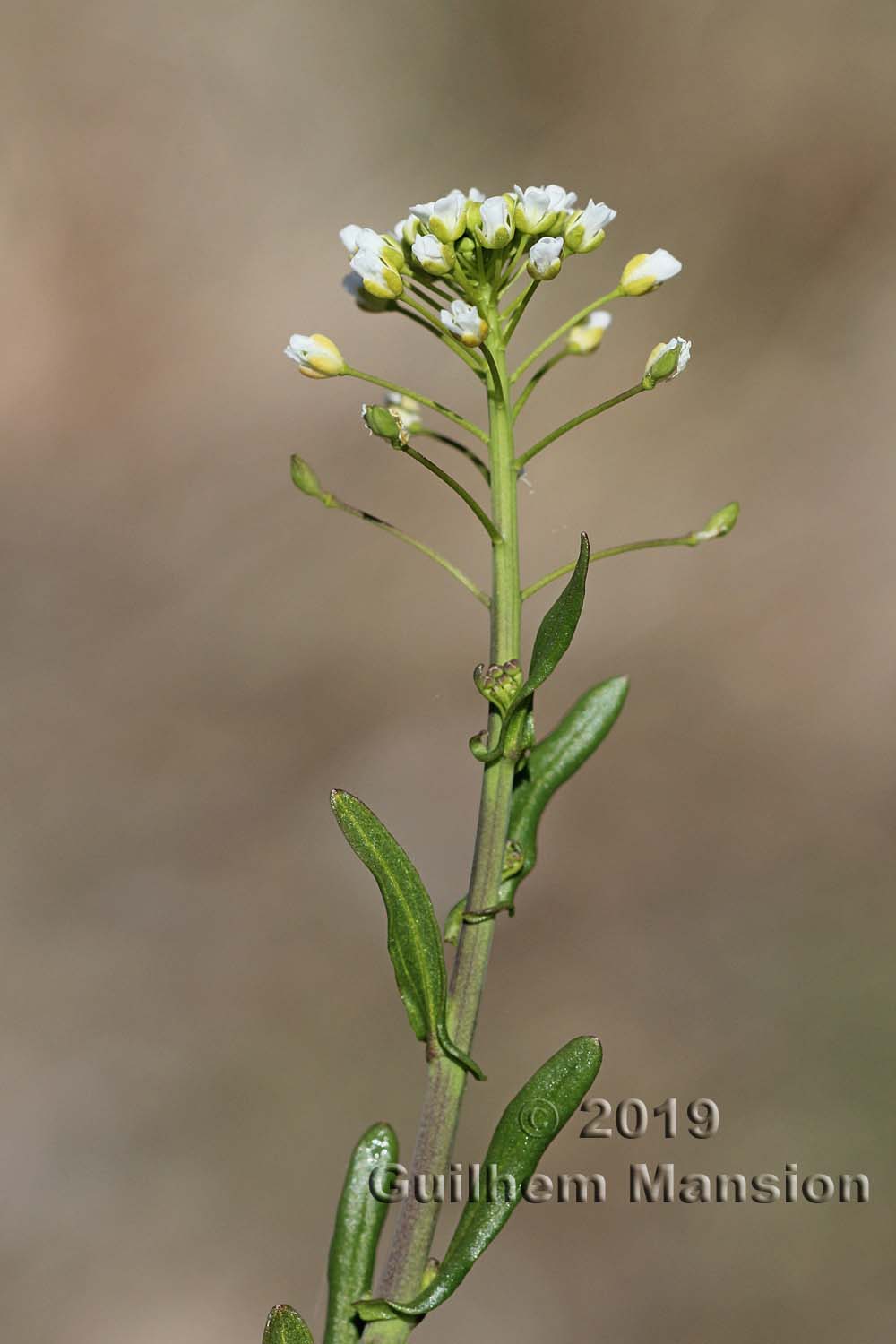 Thlaspi alliaceum