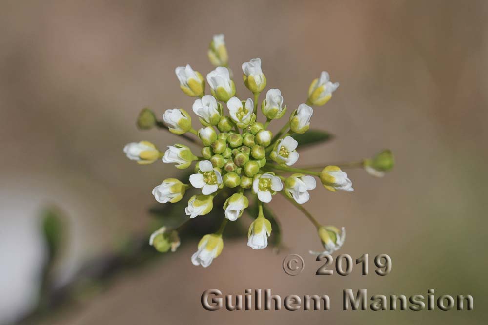 Thlaspi alliaceum