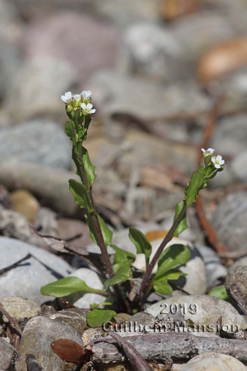 Thlaspi alliaceum