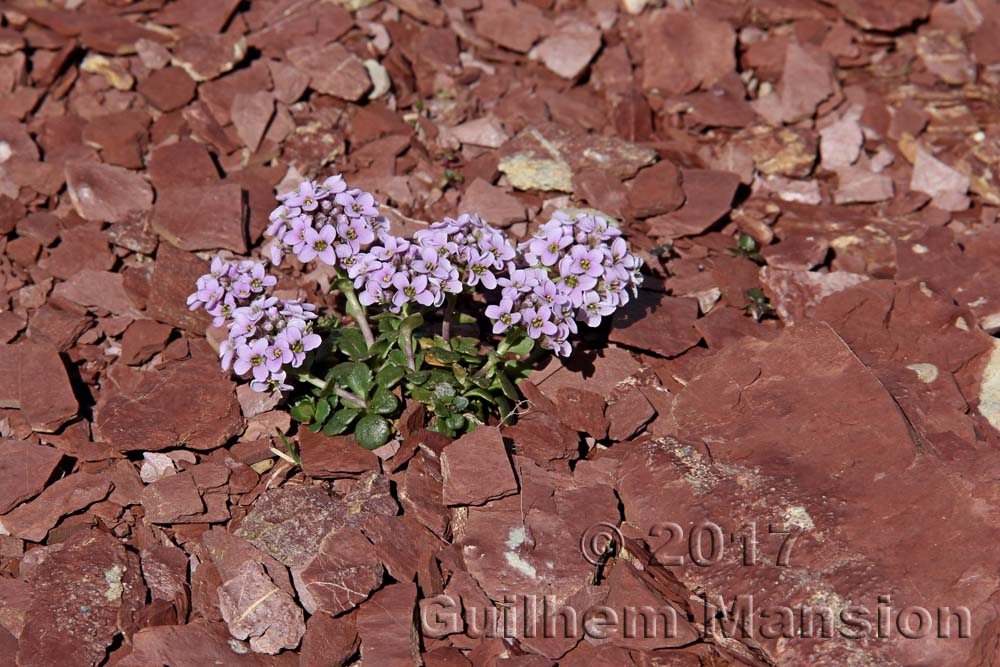 Noccaea rotundifolia [Thlaspi rotundifolium]