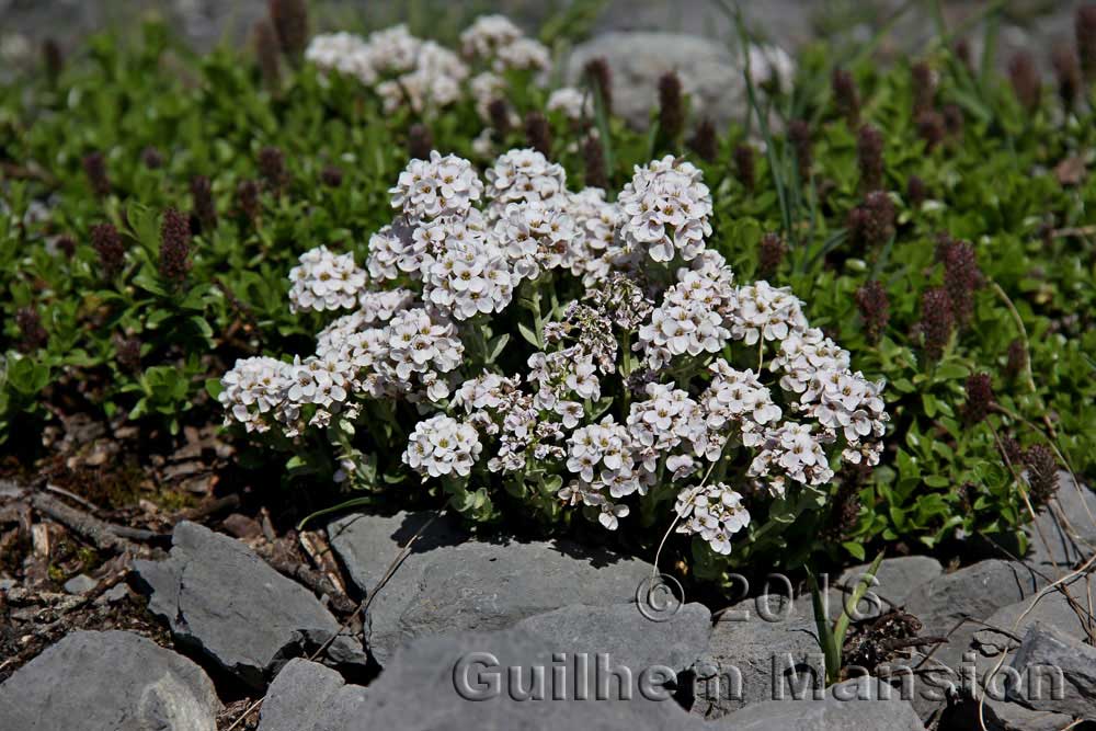 Noccaea rotundifolia [Thlaspi rotundifolium]