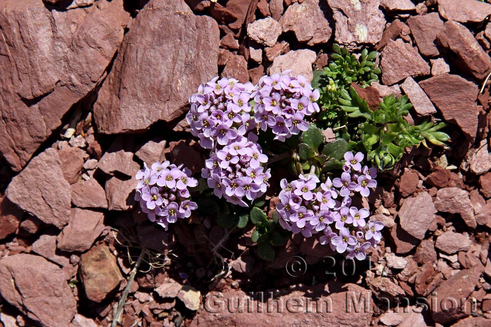 Noccaea rotundifolia [Thlaspi rotundifolium]