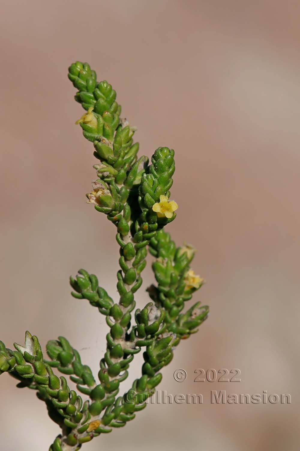 Thymelaea hirsuta