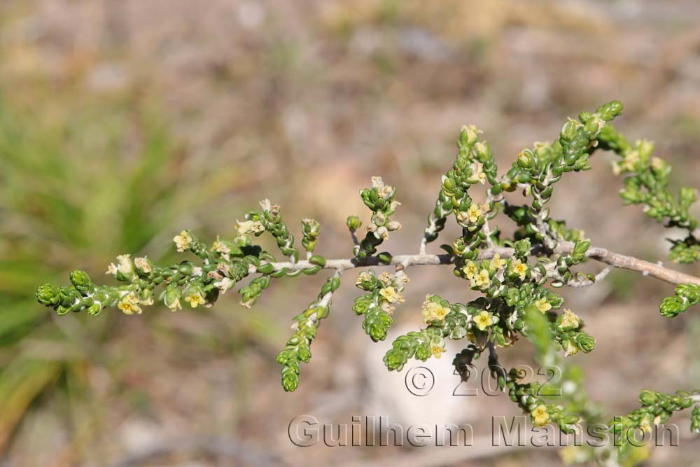 Thymelaea hirsuta