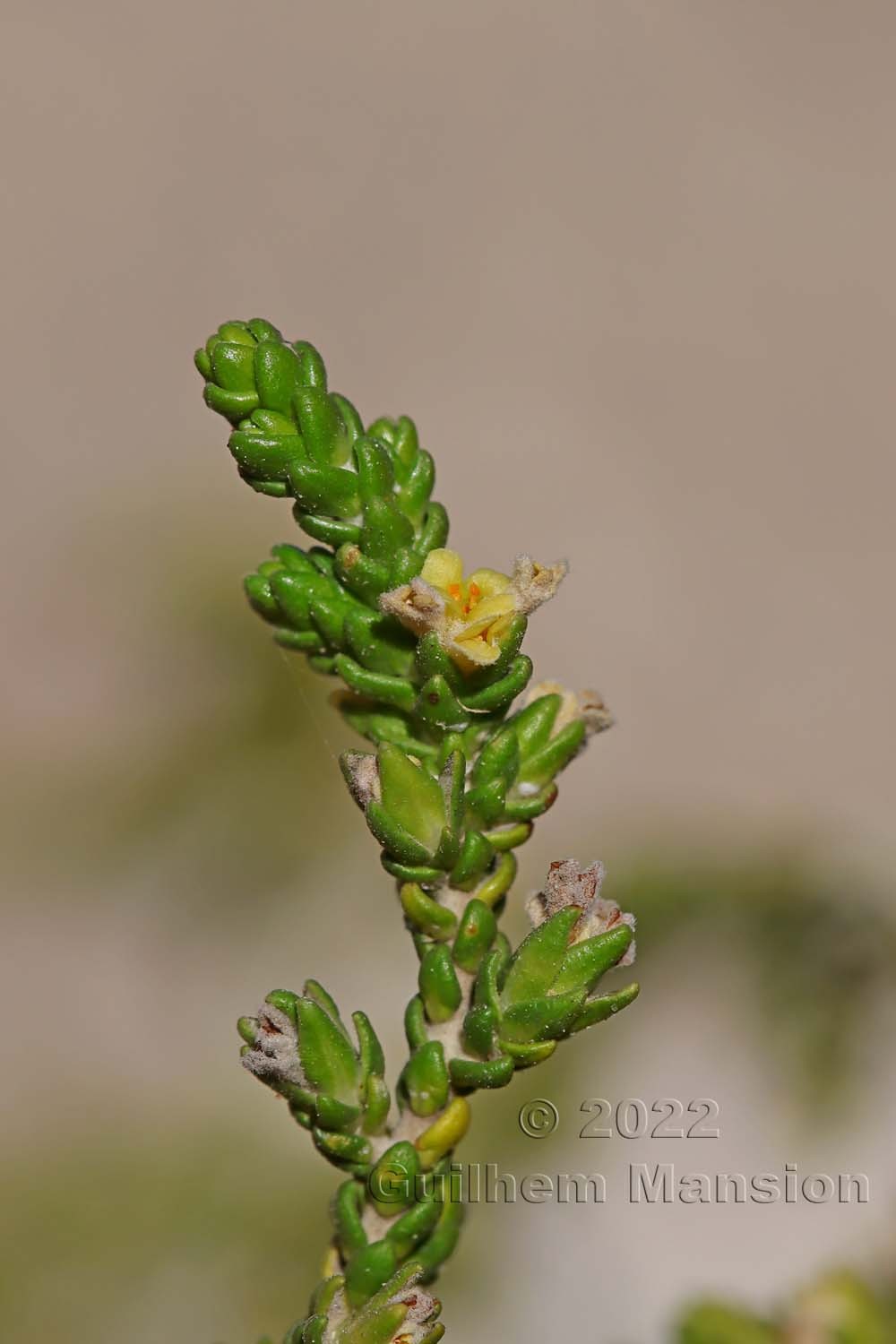 Thymelaea hirsuta