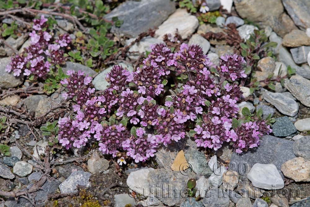 Thymus sp.