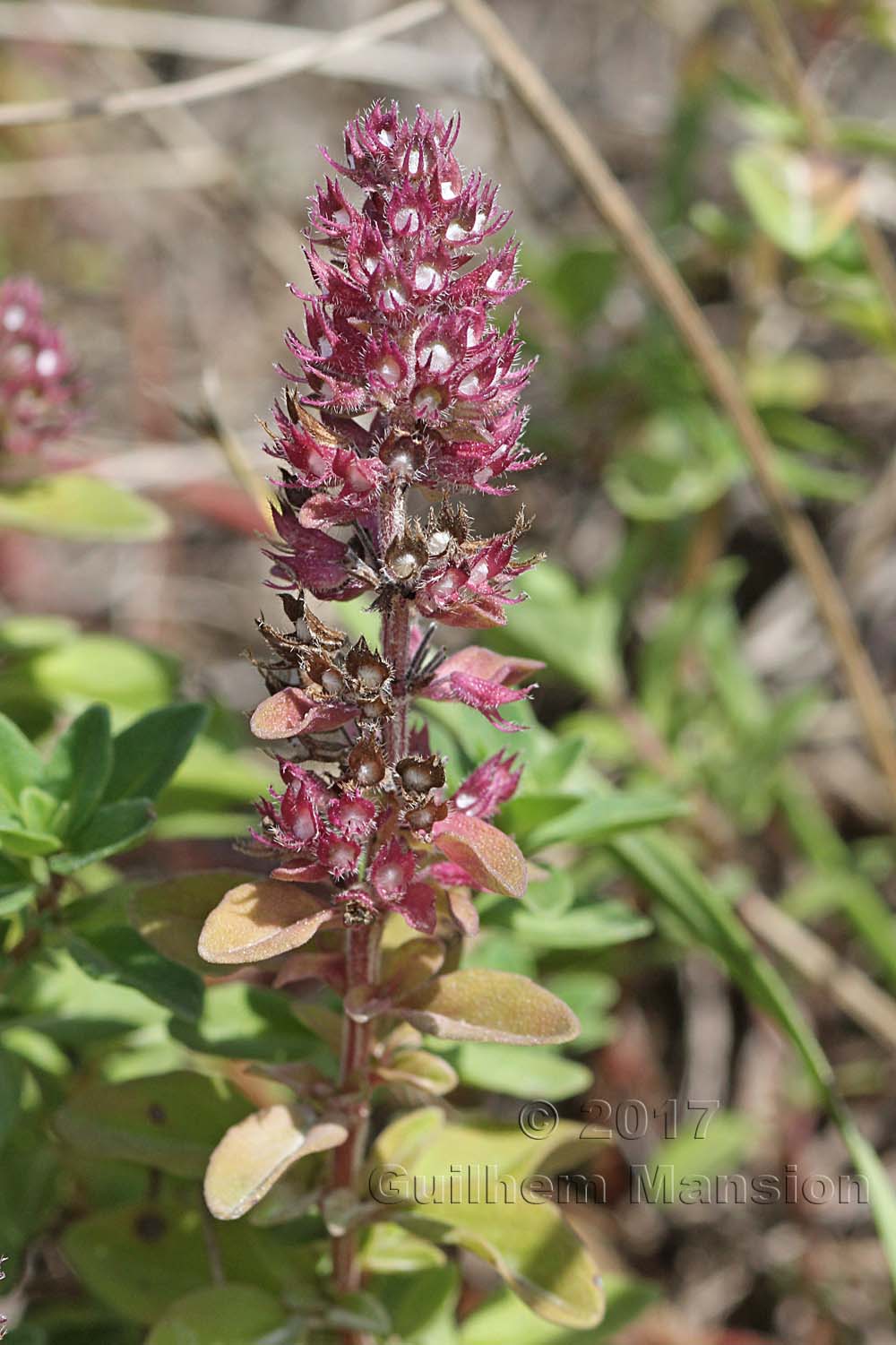 Thymus pulegioides