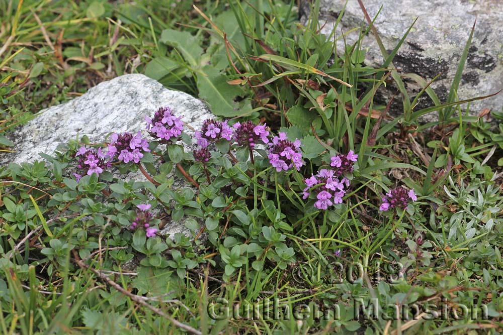 Thymus serpyllum