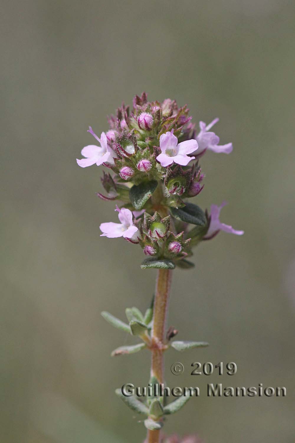 Thymus vulgaris