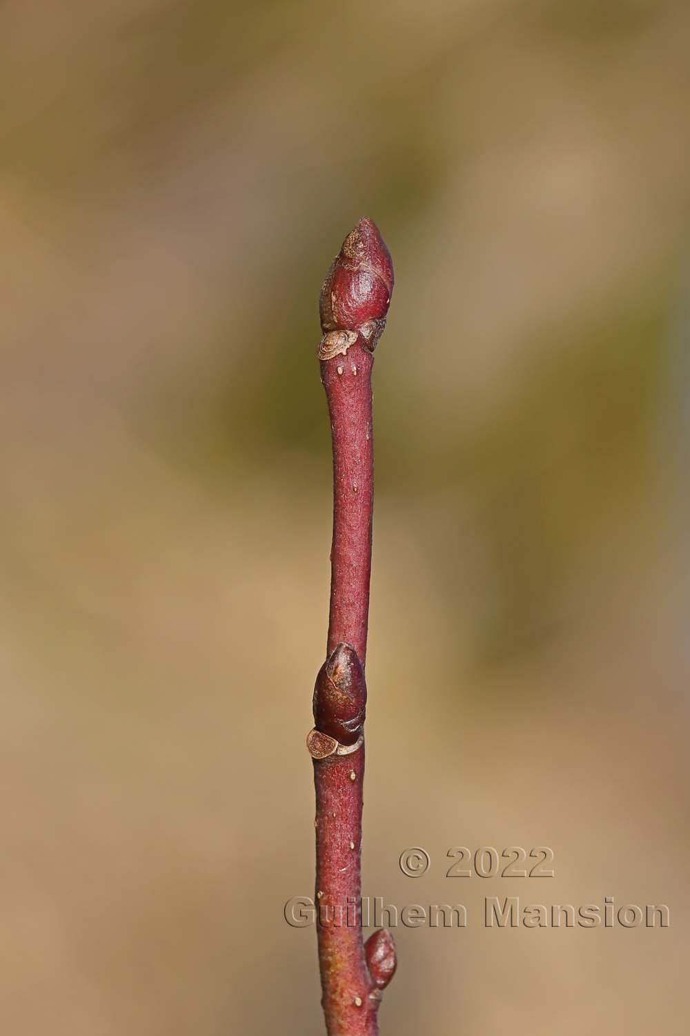 Tilia cordata